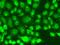 tRNA-splicing endonuclease subunit Sen2 antibody, orb373799, Biorbyt, Immunofluorescence image 