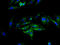 Sphingomyelin Synthase 2 antibody, A60882-100, Epigentek, Immunofluorescence image 