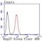 Heat Shock Protein Family B (Small) Member 1 antibody, NBP2-67896, Novus Biologicals, Flow Cytometry image 