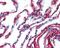 Collagen Type VI Alpha 1 Chain antibody, 49-569, ProSci, Immunohistochemistry paraffin image 