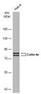 Cullin 4A antibody, MA5-27795, Invitrogen Antibodies, Western Blot image 