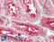 Stromal Cell Derived Factor 4 antibody, LS-B10469, Lifespan Biosciences, Immunohistochemistry frozen image 