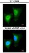 Death Domain Associated Protein antibody, GTX112908, GeneTex, Immunocytochemistry image 