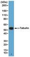 Tubulin Alpha 1a antibody, NBP2-77401, Novus Biologicals, Western Blot image 