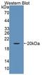 Endothelin-3 antibody, LS-C374497, Lifespan Biosciences, Western Blot image 