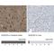 NudC Domain Containing 3 antibody, NBP1-82938, Novus Biologicals, Immunohistochemistry paraffin image 