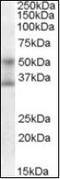 Forkhead Box A1 antibody, orb88982, Biorbyt, Western Blot image 