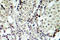 Mitogen-Activated Protein Kinase Kinase 3 antibody, LS-C176118, Lifespan Biosciences, Immunohistochemistry paraffin image 