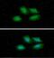 Tyrosine 3-Monooxygenase/Tryptophan 5-Monooxygenase Activation Protein Epsilon antibody, GTX57563, GeneTex, Immunocytochemistry image 