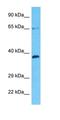 Proline Dehydrogenase 1 antibody, orb327259, Biorbyt, Western Blot image 