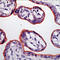Insulin Receptor antibody, LS-C88306, Lifespan Biosciences, Immunohistochemistry frozen image 