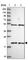 KIAA1143 antibody, HPA045018, Atlas Antibodies, Western Blot image 