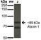 Ataxin 1 antibody, orb150766, Biorbyt, Western Blot image 