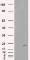 Rho GDP Dissociation Inhibitor Alpha antibody, MA5-25090, Invitrogen Antibodies, Western Blot image 