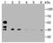 SET and MYND domain-containing protein 3 antibody, A02080-1, Boster Biological Technology, Western Blot image 