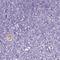 Oocyte Expressed Protein antibody, HPA055165, Atlas Antibodies, Immunohistochemistry paraffin image 