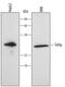 Toll Interacting Protein antibody, MAB4678, R&D Systems, Western Blot image 