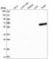 UTP3 Small Subunit Processome Component antibody, HPA041453, Atlas Antibodies, Western Blot image 