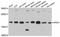 AP2S1 antibody, A12270, ABclonal Technology, Western Blot image 