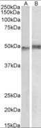 Neutrophil Cytosolic Factor 1 antibody, orb18301, Biorbyt, Western Blot image 