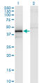 Zinc finger FYVE domain-containing protein 19 antibody, LS-C139515, Lifespan Biosciences, Western Blot image 