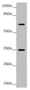 Tripartite Motif Containing 23 antibody, LS-C676639, Lifespan Biosciences, Western Blot image 