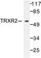 Thioredoxin Reductase 2 antibody, AP06468PU-N, Origene, Western Blot image 