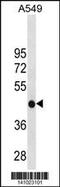 Glycine Amidinotransferase antibody, 60-678, ProSci, Western Blot image 