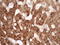 Vasoactive Intestinal Peptide antibody, M00299, Boster Biological Technology, Immunohistochemistry paraffin image 