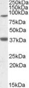 Ceramide Synthase 1 antibody, PA5-18992, Invitrogen Antibodies, Western Blot image 