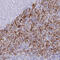 CD16A antibody, HPA055431, Atlas Antibodies, Immunohistochemistry frozen image 