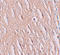 Solute Carrier Family 39 Member 9 antibody, A13097-2, Boster Biological Technology, Immunohistochemistry frozen image 