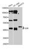 Jun Proto-Oncogene, AP-1 Transcription Factor Subunit antibody, STJ24273, St John