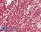 Interferon Regulatory Factor 1 antibody, LS-B13655, Lifespan Biosciences, Immunohistochemistry paraffin image 