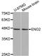 Enolase 2 antibody, abx126897, Abbexa, Western Blot image 