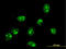Fibrillarin antibody, LS-C197156, Lifespan Biosciences, Immunofluorescence image 