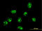 rRNA 2 -O-methyltransferase fibrillarin antibody, LS-C197156, Lifespan Biosciences, Immunofluorescence image 