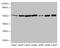 Fumarate Hydratase antibody, LS-C395741, Lifespan Biosciences, Western Blot image 