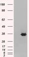 Mortality Factor 4 Like 2 antibody, EB05410, Everest Biotech, Western Blot image 