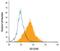 Transforming Growth Factor Beta Receptor 3 antibody, AF-242-PB, R&D Systems, Western Blot image 