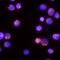 Signal Transducer And Activator Of Transcription 6 antibody, MAB37172, R&D Systems, Immunocytochemistry image 