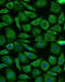 NADH:Ubiquinone Oxidoreductase Subunit B3 antibody, 15-512, ProSci, Immunofluorescence image 