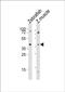 Apelin receptor A antibody, PA5-72239, Invitrogen Antibodies, Western Blot image 