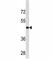 Cyclin B2 antibody, F52194-0.4ML, NSJ Bioreagents, Western Blot image 