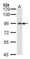 Inhibitor Of Nuclear Factor Kappa B Kinase Subunit Beta antibody, PA5-21683, Invitrogen Antibodies, Western Blot image 