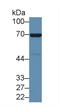 Annexin A6 antibody, LS-C292869, Lifespan Biosciences, Western Blot image 