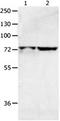 Minichromosome Maintenance Complex Binding Protein antibody, orb107548, Biorbyt, Western Blot image 