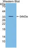 Angiopoietin-related protein 3 antibody, LS-C314818, Lifespan Biosciences, Western Blot image 