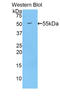 Prolyl 4-Hydroxylase Subunit Beta antibody, LS-C302518, Lifespan Biosciences, Western Blot image 