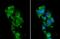 Monoamine Oxidase B antibody, NBP1-32426, Novus Biologicals, Immunocytochemistry image 
